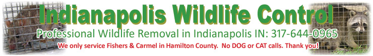 Hamilton County Animal Control - Indiana Wildlife Pest Snake Rat Bat  Squirrel